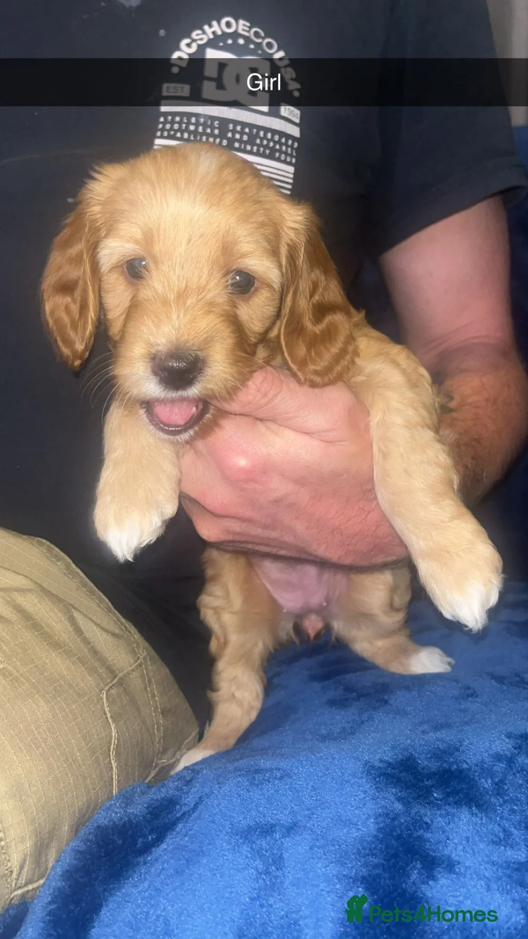 Cockapoo dogs for stud: Proven F1 cockerpoo for Stud in Sutton-in-Ashfield - Advert 22