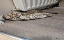 Bengal cats for sale: Beautiful pure Bengal kittens - Image 15