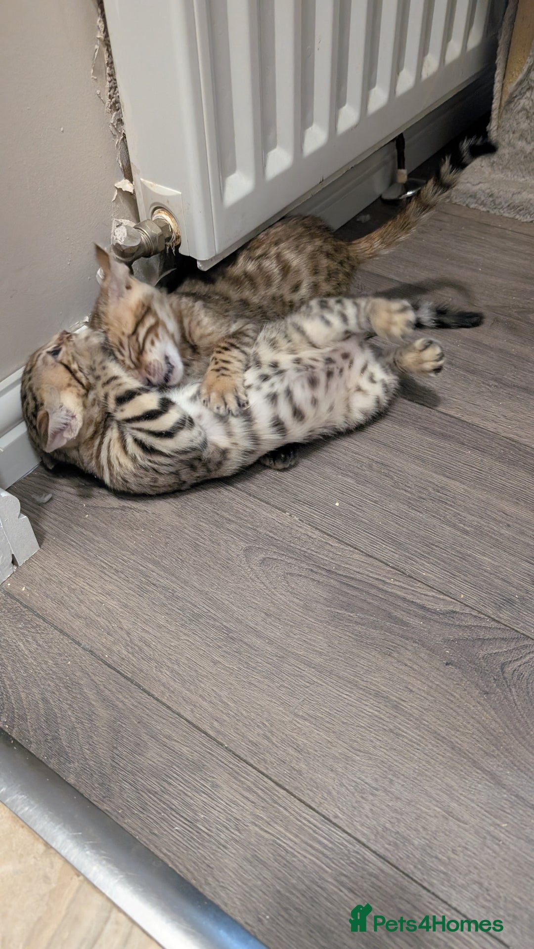 Bengal cats for sale: Beautiful pure Bengal kittens - Image 15