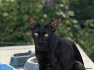 Savannah cats Stunning Black Savannah Female - Advert 1