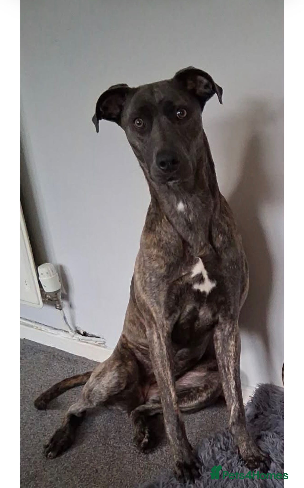 Mixed Breed dogs Beautiful Girl in need of a new home  - Advert 3