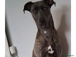 Mixed Breed dogs Beautiful Girl in need of a new home - Advert 3