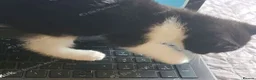 Mixed Breed cats for sale: Sweet male kitten looking for a loving home. - Advert 8