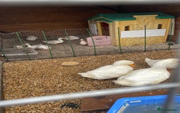 Ducks poultry for sale: 7 female pekins - Image 2
