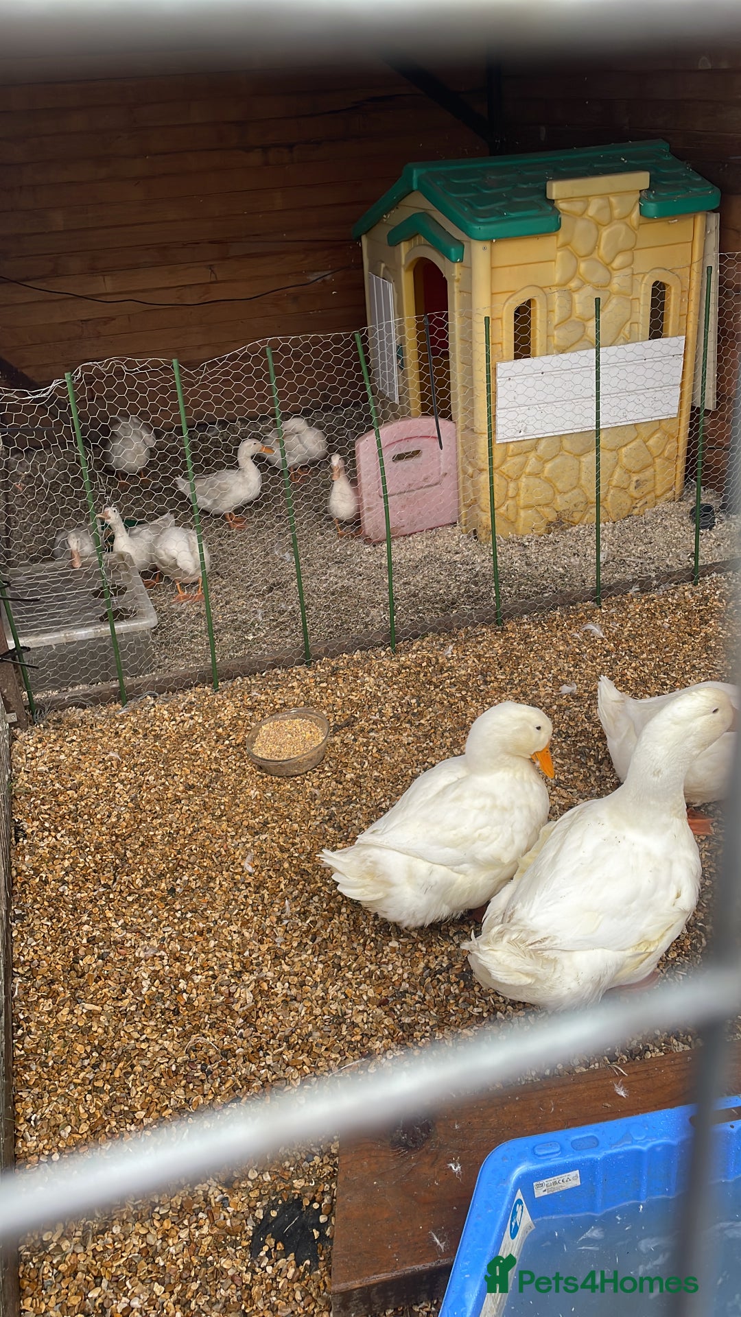 Ducks poultry for sale: 7 female pekins - Image 2