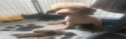 Cockapoo dogs for sale: Stunning F1 Choc Cockapoo’s - Advert 3