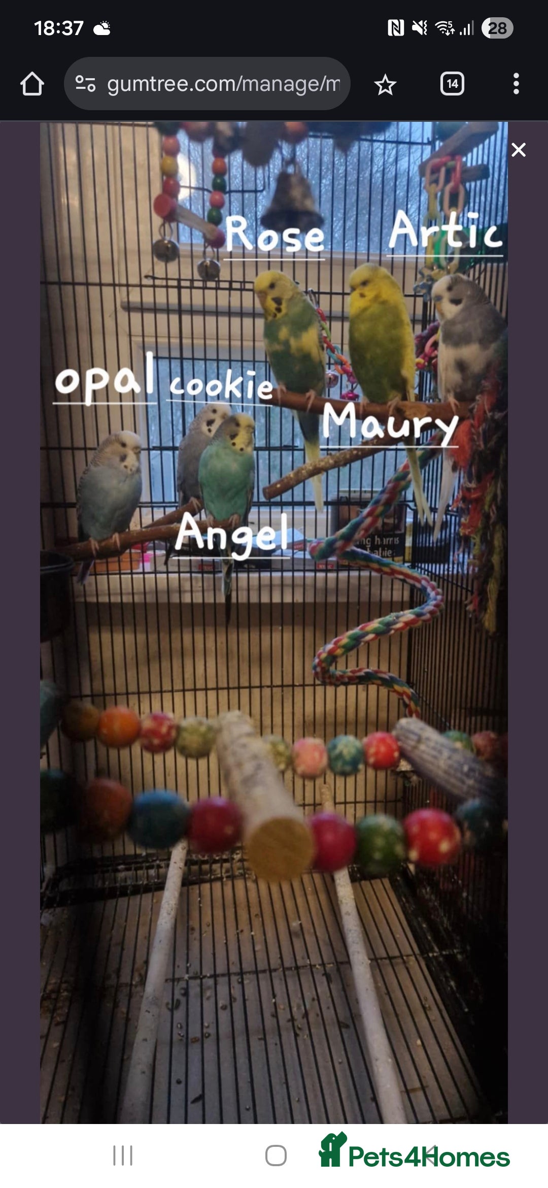 Budgerigars birds for sale: 6x budgies mixed gender looking for new home - Advert 3