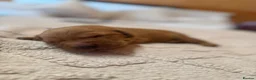Labrador Retriever dogs for sale: Two beautiful fox red Labrador puppies  - Advert 13