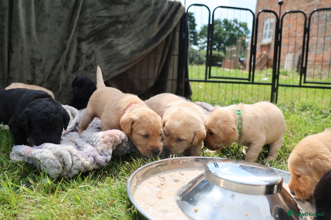 Labrador Retriever dogs for sale: Fox red & black Labrador puppies for sale  - Image 2