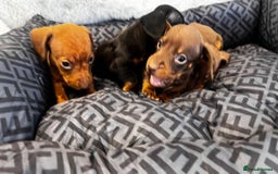 Miniature Dachshund dogs for sale: Miniature dachshund  - Image 4