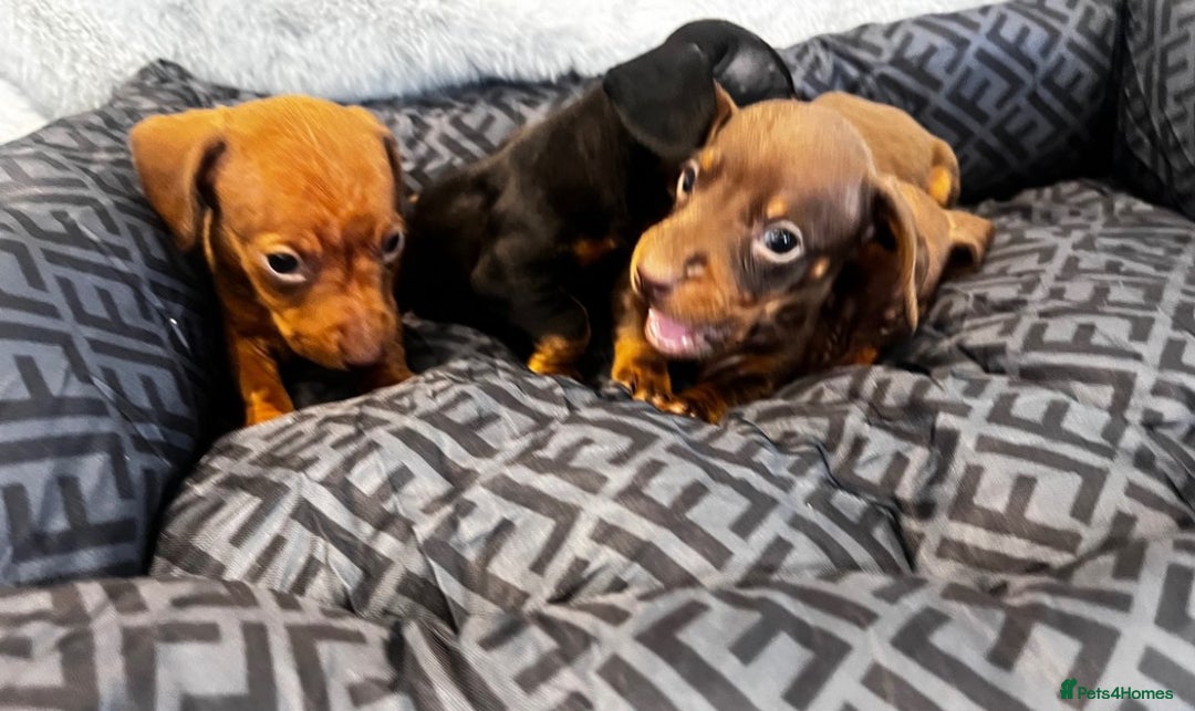 Miniature Dachshund dogs for sale: Miniature dachshund  - Image 4