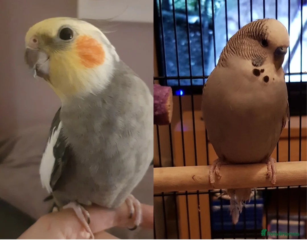 Parakeets birds for sale: Cockatiel & Budgie in Leighton Buzzard - Advert 1