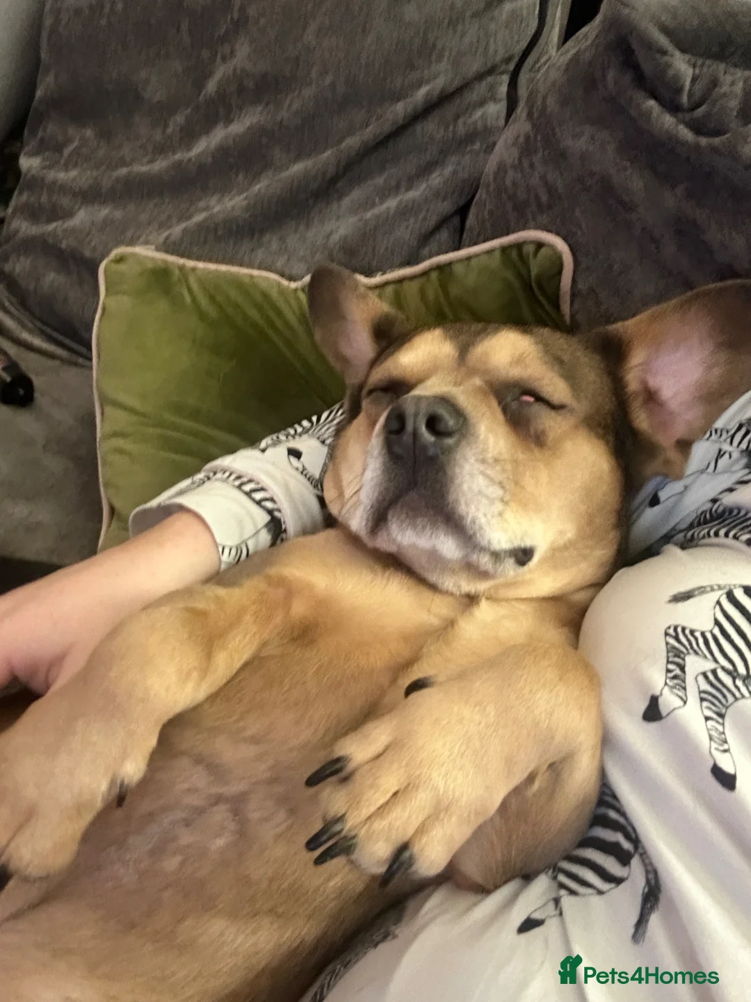 Mixed Breed dogs for sale: Very sad rehome - Advert 6