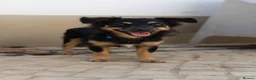 Mixed Breed dogs for adoption: Funny little Fizzy - Advert 1