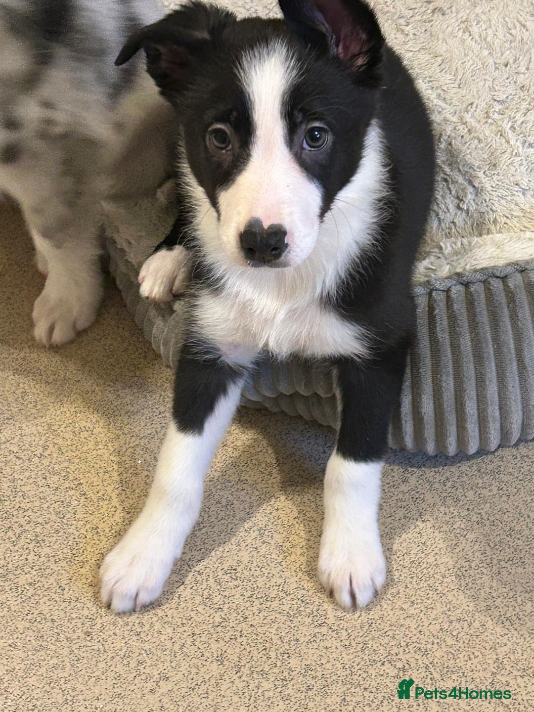 Border Collie dogs for sale: Gorgeous border collie puppies - Advert 8