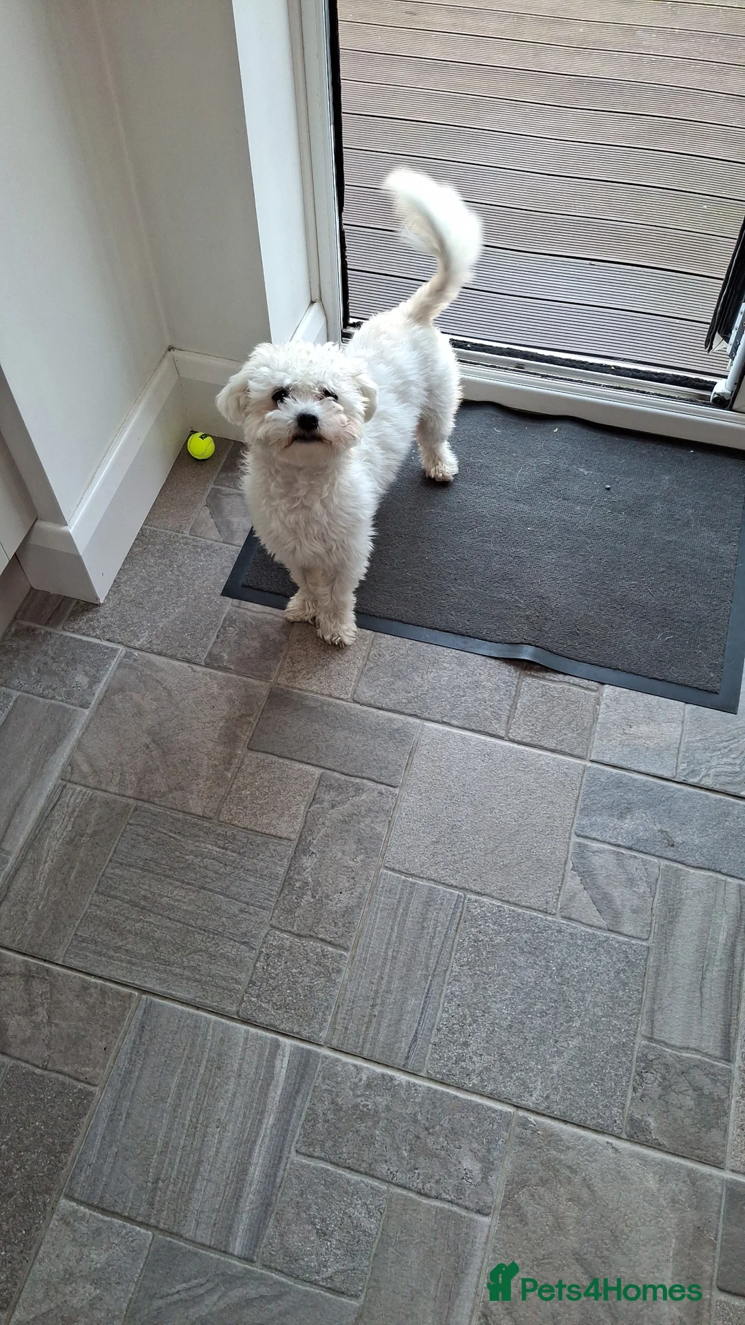 Mixed Breed dogs for sale: Bichon mix 14 mths old in Reading - Advert 2