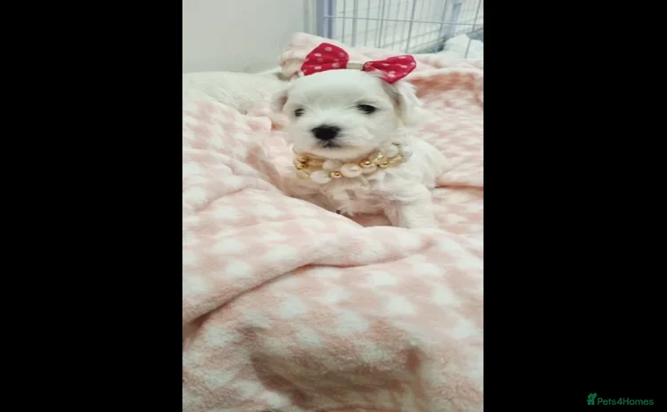 Shih Tzu dogs Beautiful Male and Female Shih Tzu puppies  - Advert 1