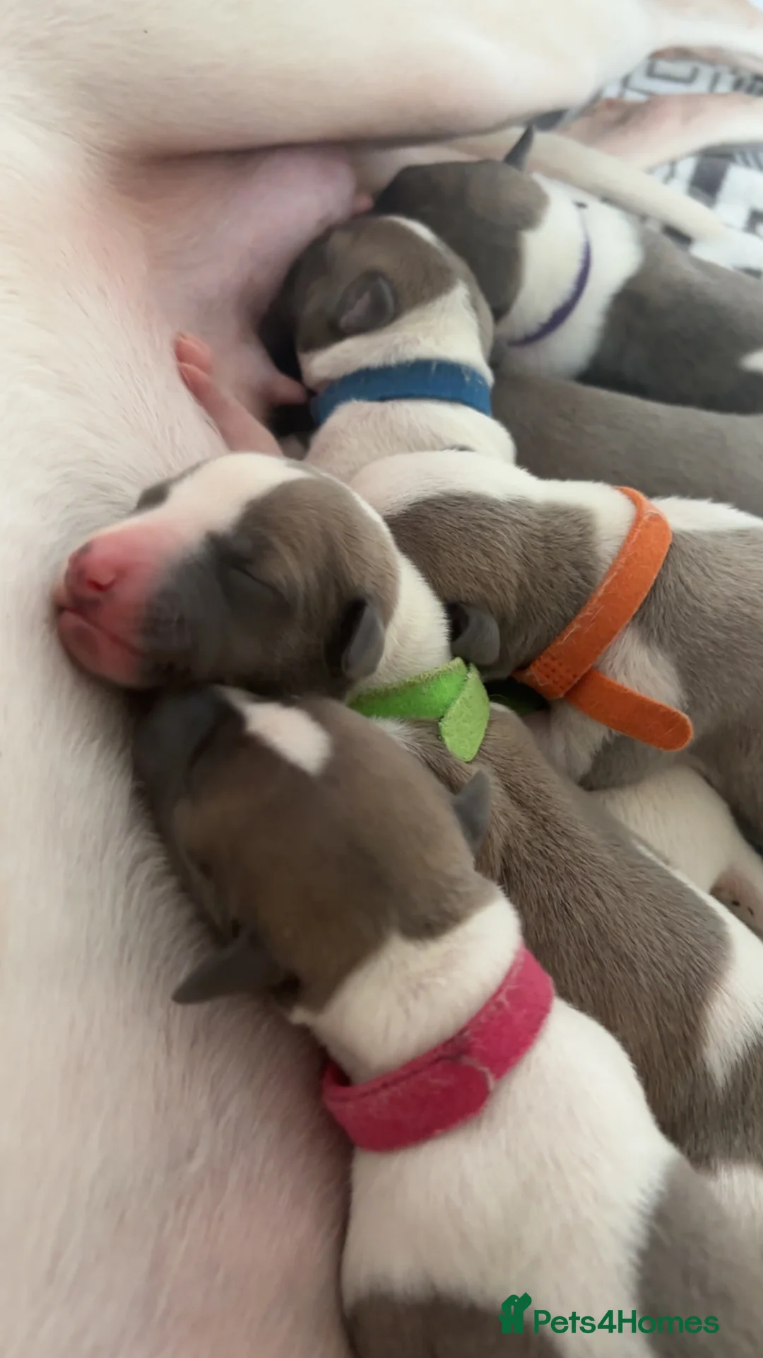 Whippet dogs for sale: 🌟 quality KC whippet pups 🌟 - Advert 24