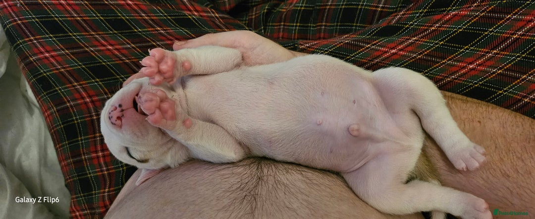 Mixed Breed dogs for sale: Strong, Healthy Presa x Staffy Pups Ready Now - Image 39