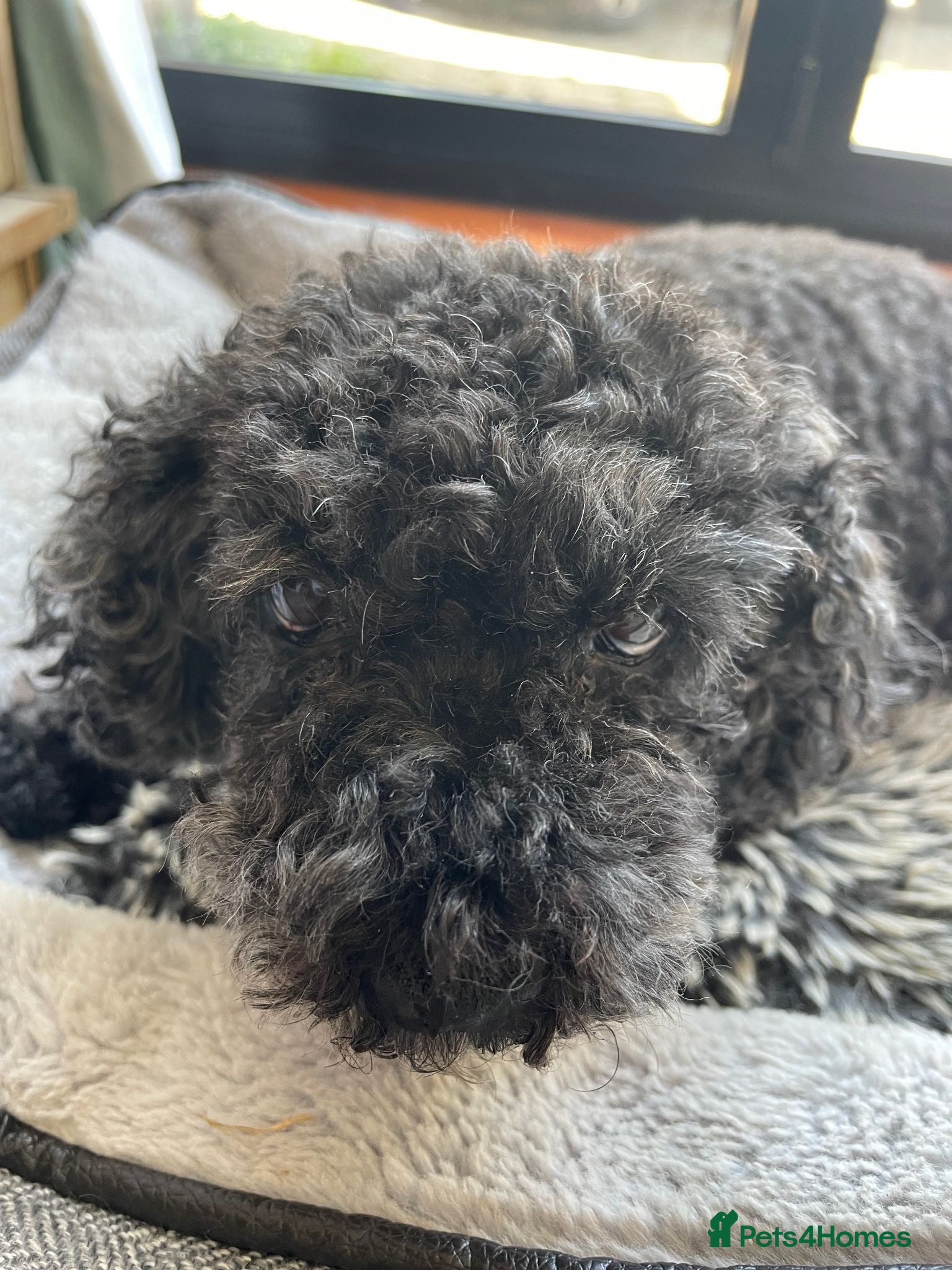 Toy Poodle dogs DOCILE CUTIE FOR SALE - Advert 11