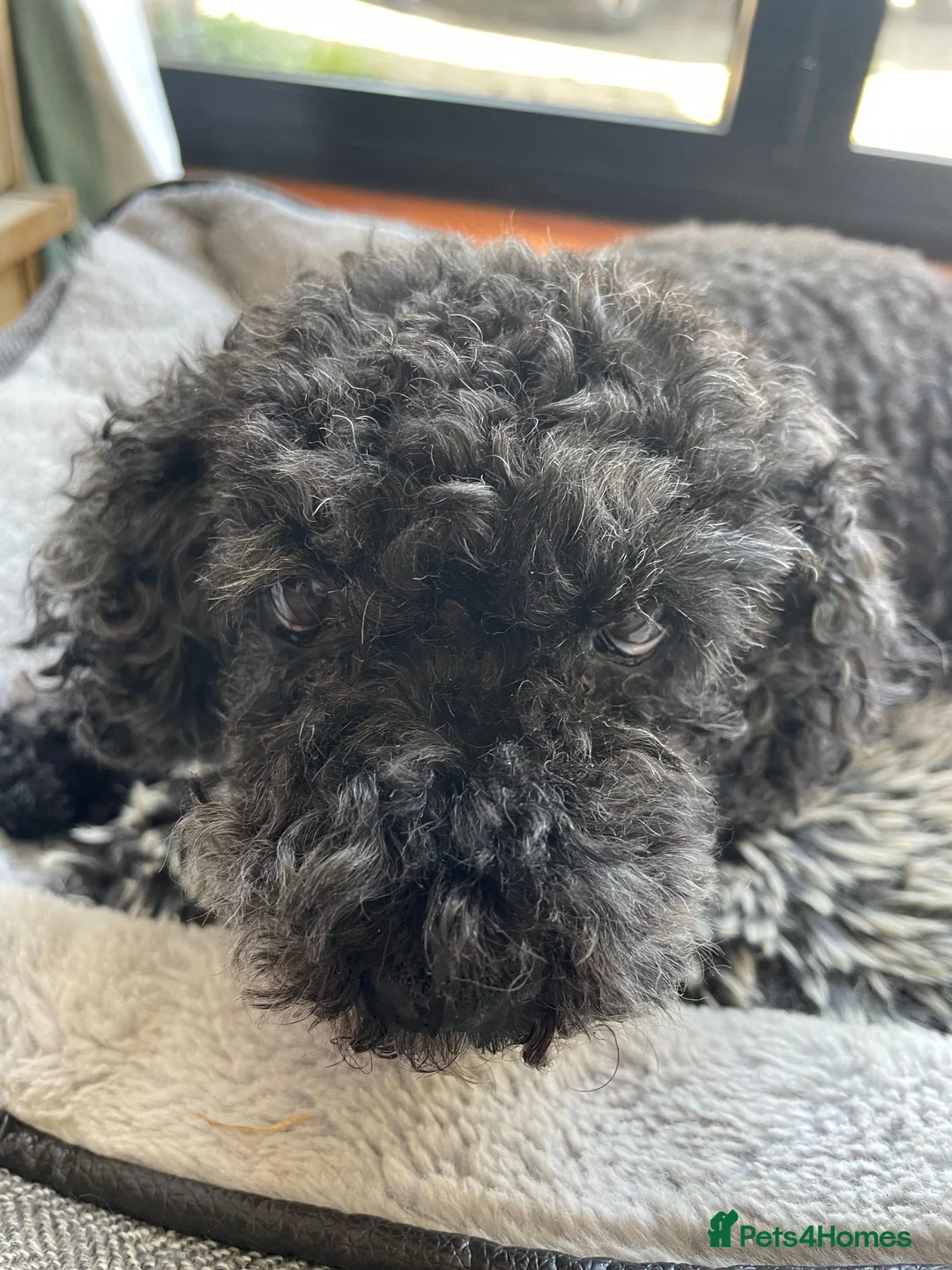 Toy Poodle dogs for sale: DOCILE CUTIE FOR SALE - Advert 1