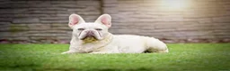 French Bulldog dogs for sale: Kc registered fluffy French Bulldog  - Advert 3