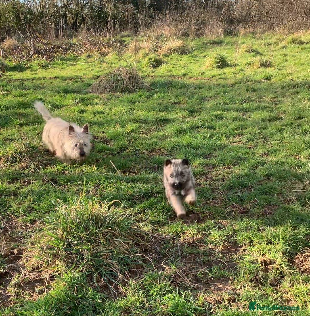 Cairn Terrier dogs for sale: Gorgeous Cairn Terrier Puppies  - Image 2