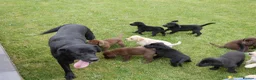 Labrador Retriever dogs for sale: Quality Health Tested Labrador Puppies - Advert 17