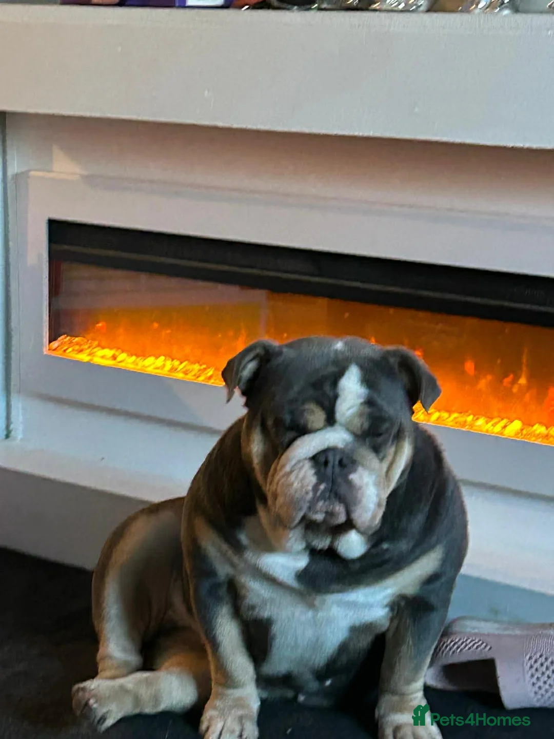 English Bulldog dogs for sale: English bulldog bitch - Advert 4