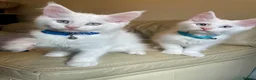 Maine Coon cats for sale: Purebred Maine Coon Boys Needing A Loving Home 😻 - Advert 3