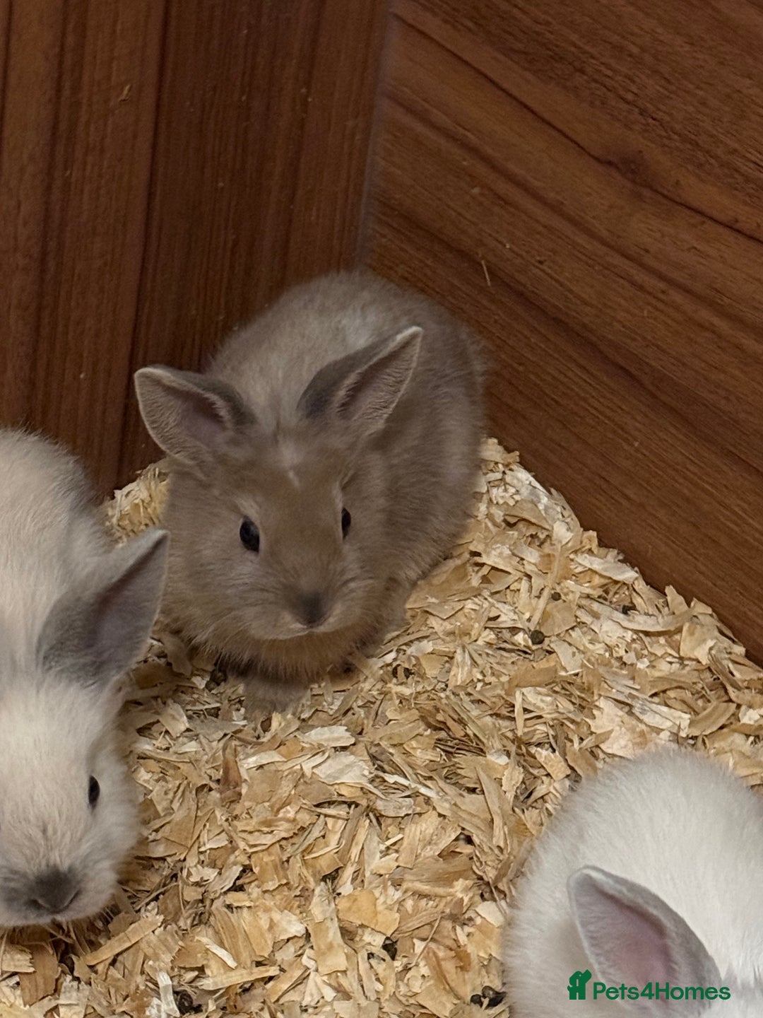 Lionhead rabbits for sale: Pure bred Lion heads available now - Advert 6