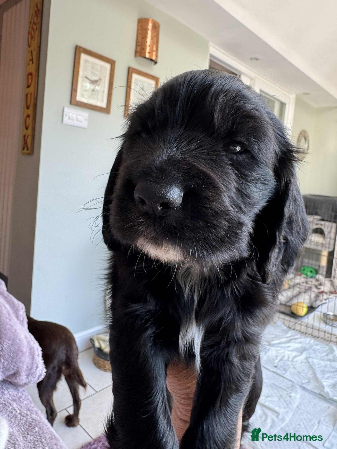 Cocker Spaniel dogs for sale: Working Cocker Spaniel Pups  - Image 3