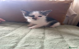 Mixed Breed cats for sale: Mixed breed longer haired  - Image 7