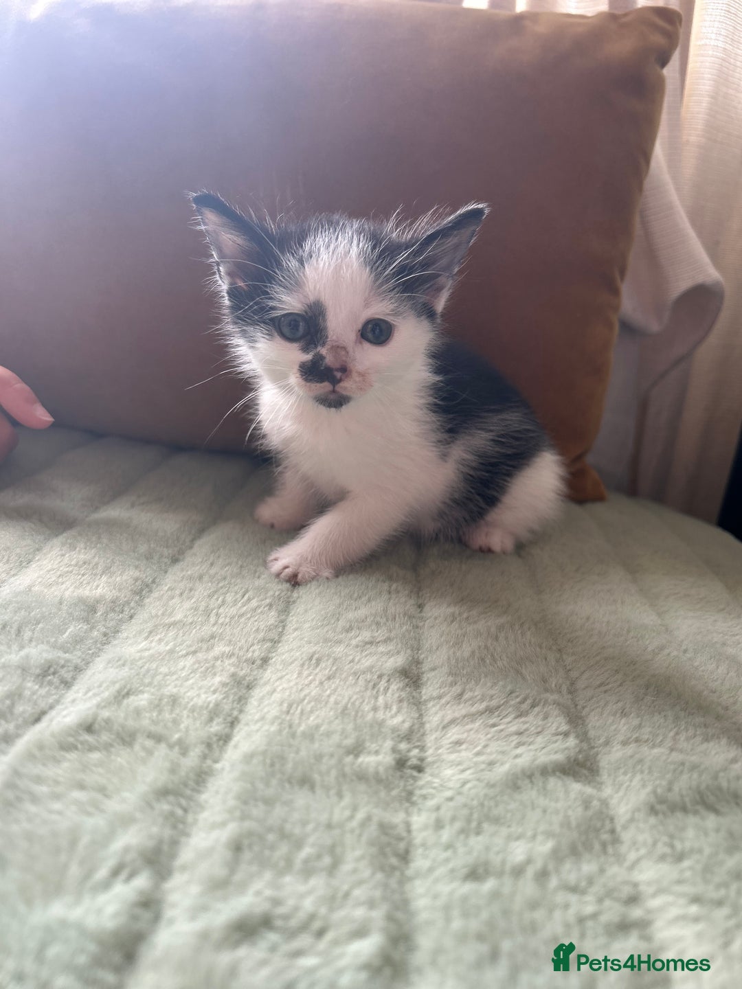 Mixed Breed cats for sale: Mixed breed longer haired  - Image 7