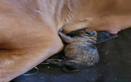 Mixed Breed dogs for sale: 7 Douge De Bordeaux X Presa Canario  - Image 5