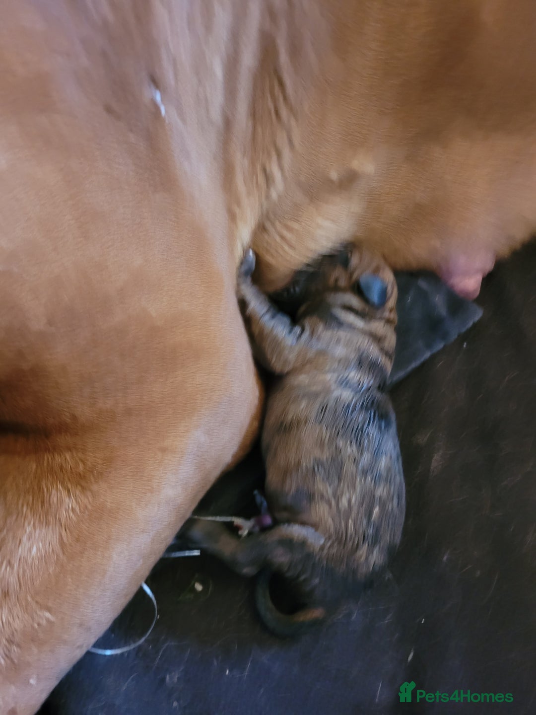 Mixed Breed dogs for sale: 7 Douge De Bordeaux X Presa Canario  - Image 5