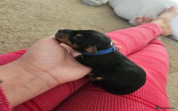 Mixed Breed dogs for sale: Chiweenie Puppies  - Image 4
