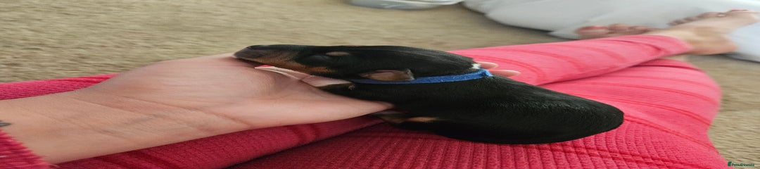 Mixed Breed Puppy 1
