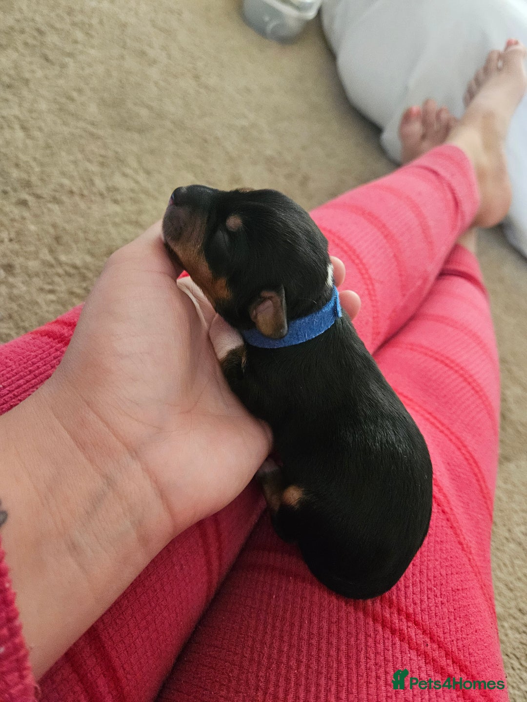 Mixed Breed dogs for sale: Chiweenie Puppies  - Image 4