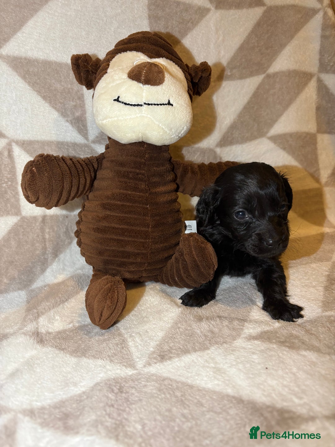 Cockapoo dogs for sale: Stunning cockapoo puppies  - Advert 14