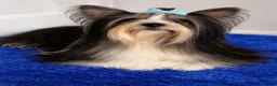 Mixed Breed dogs for sale: Adorable Yorkshire/Biewer Terriers - Advert 10
