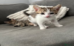 Mixed Breed cats for sale: 2 beautiful male kittens ready to go! - Image 4