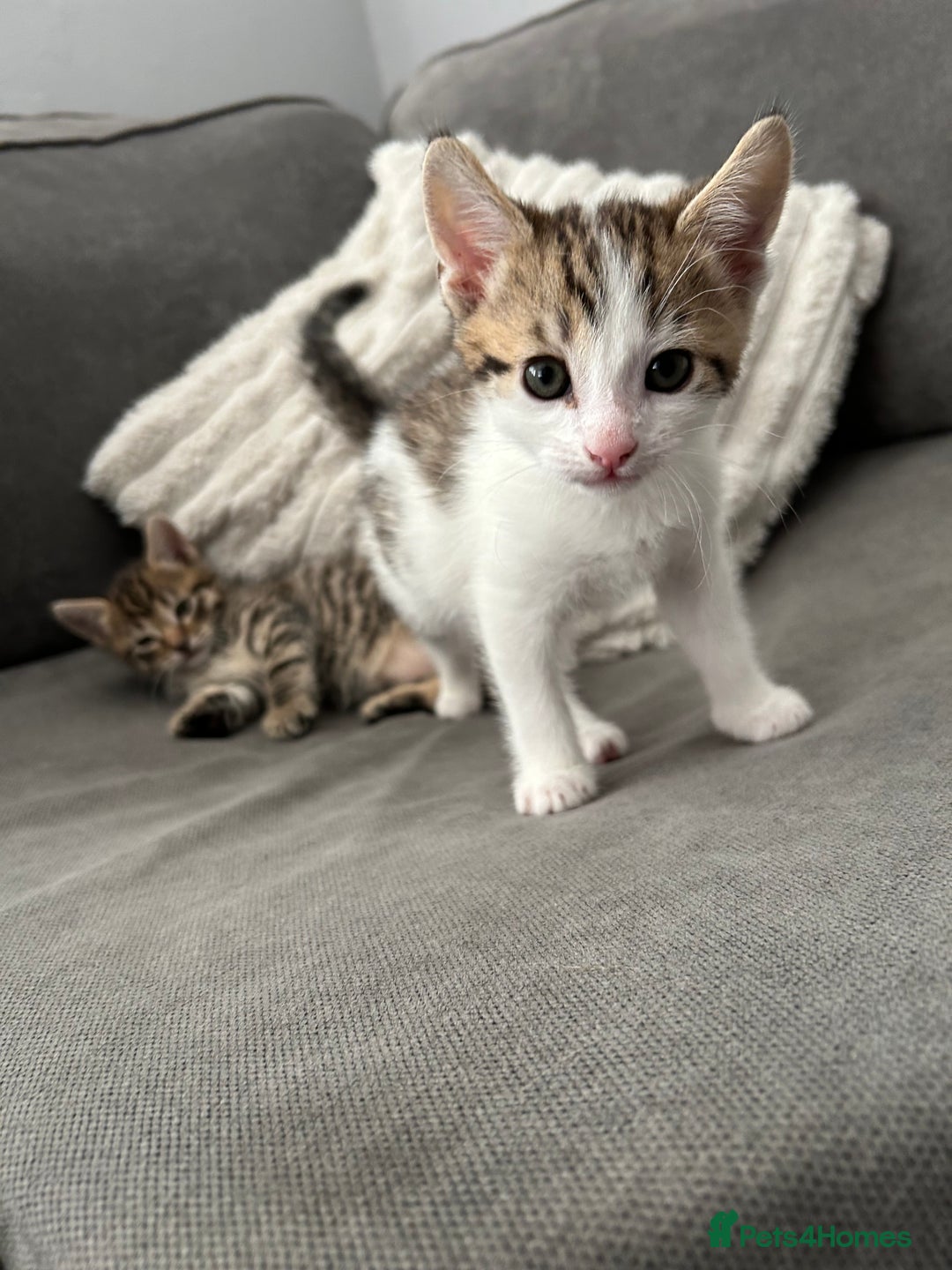 Mixed Breed cats for sale: 2 beautiful male kittens ready to go! - Image 4