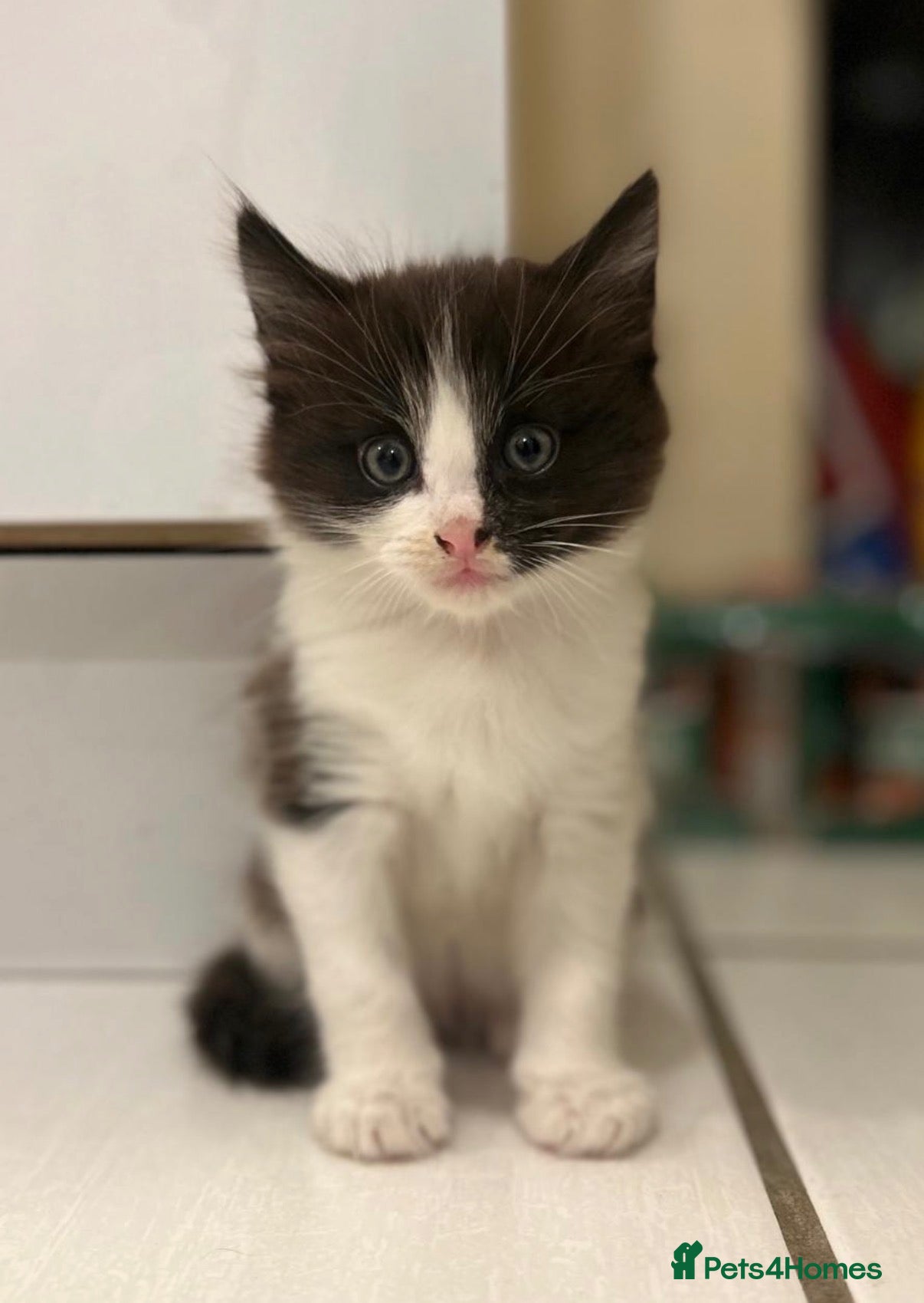 Mixed Breed cats Adorable kitten for sale, ready now! - Advert 13
