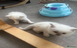 Ragdoll cats for sale: Radoll kittens, blue/lilac point - Image 10