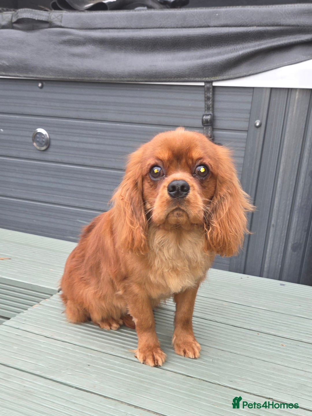 Cavalier King Charles Spaniel dogs for stud: Extensively health tested ruby STUD - Advert 2