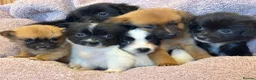 Pomchi dogs for sale: Pomchi in Hull - Advert 13