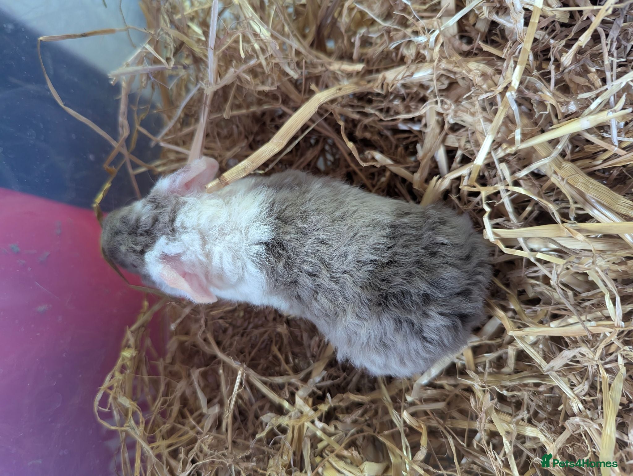 Guinea Pig rodents Friendly Baby Teddy Guinea Pigs - Advert 2
