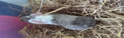 Guinea Pig rodents for sale: Friendly Baby Teddy Guinea Pigs - Advert 3