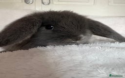 Mini Lop rabbits for sale: Beautiful little mini lop baby bunny rabbits  - Advert 16